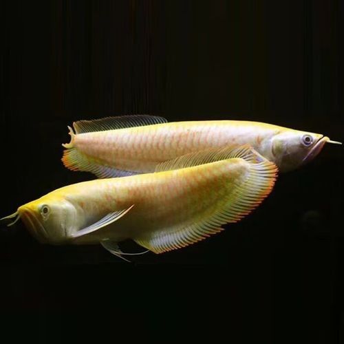 黑龍魚可以和什么魚混養呢圖片大全