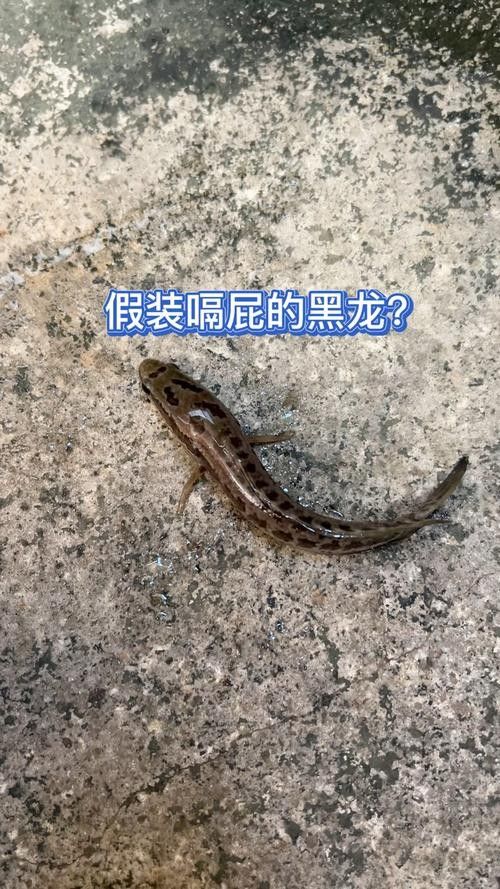黑龍魚可以和什么魚混養呢圖片大全