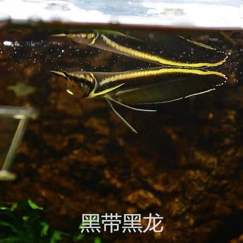 黑龍魚可以和什么魚混養呢圖片大全