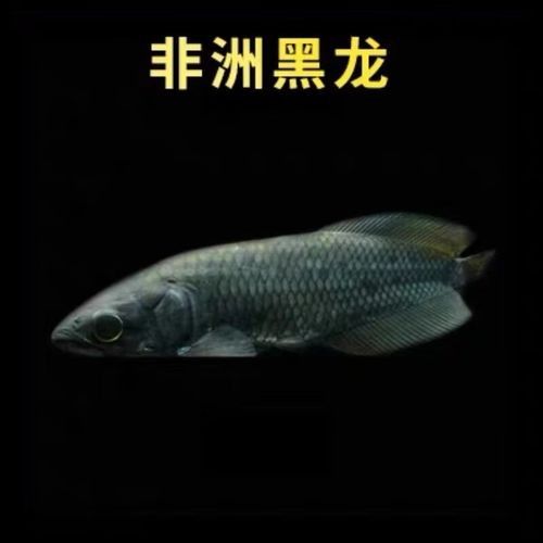 黑龍魚可以和什么魚混養呢圖片大全