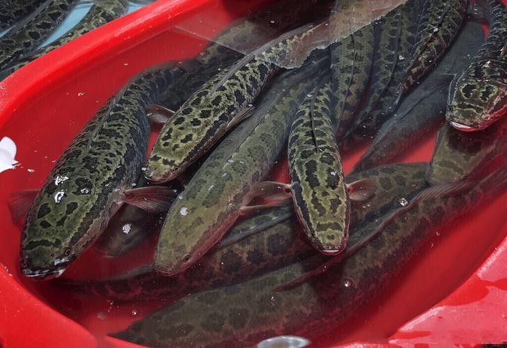 黑龍魚可以和什么魚混養呢圖片大全