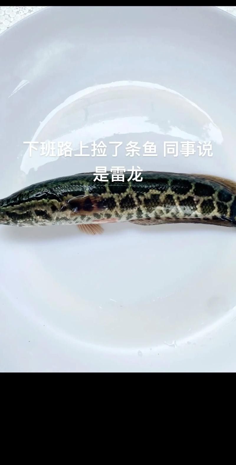 黑龍魚可以和什么魚混養呢圖片大全