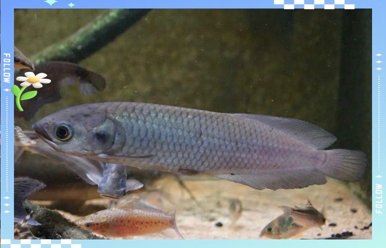 黑龍魚可以和什么魚混養呢圖片大全