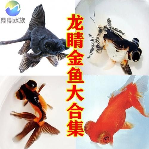 黑龍魚可以和什么魚混養呢圖片大全