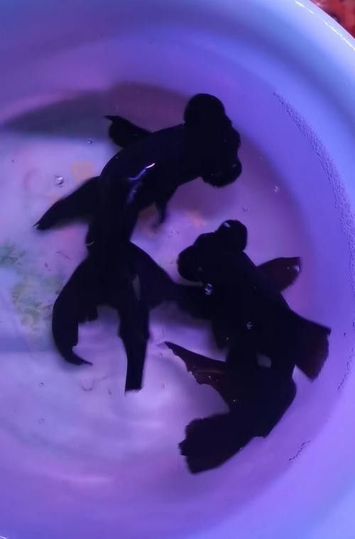 黑龍魚可以和什么魚混養呢圖片大全