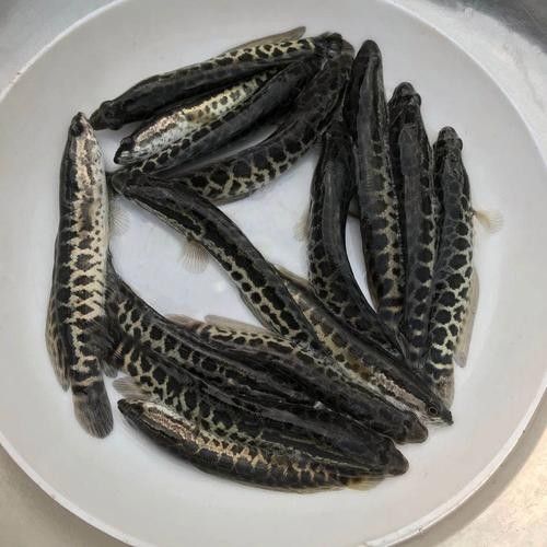 黑龍魚可以和什么魚混養呢圖片大全