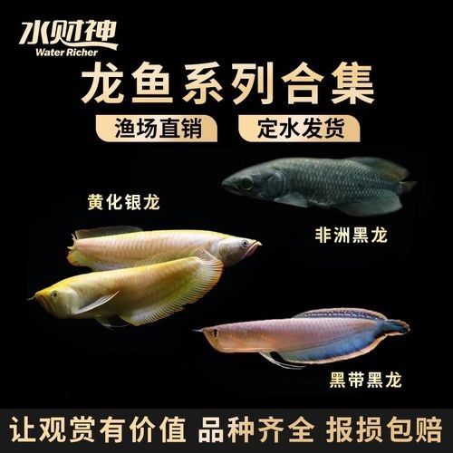 黑龍魚可以和什么魚混養呢圖片大全