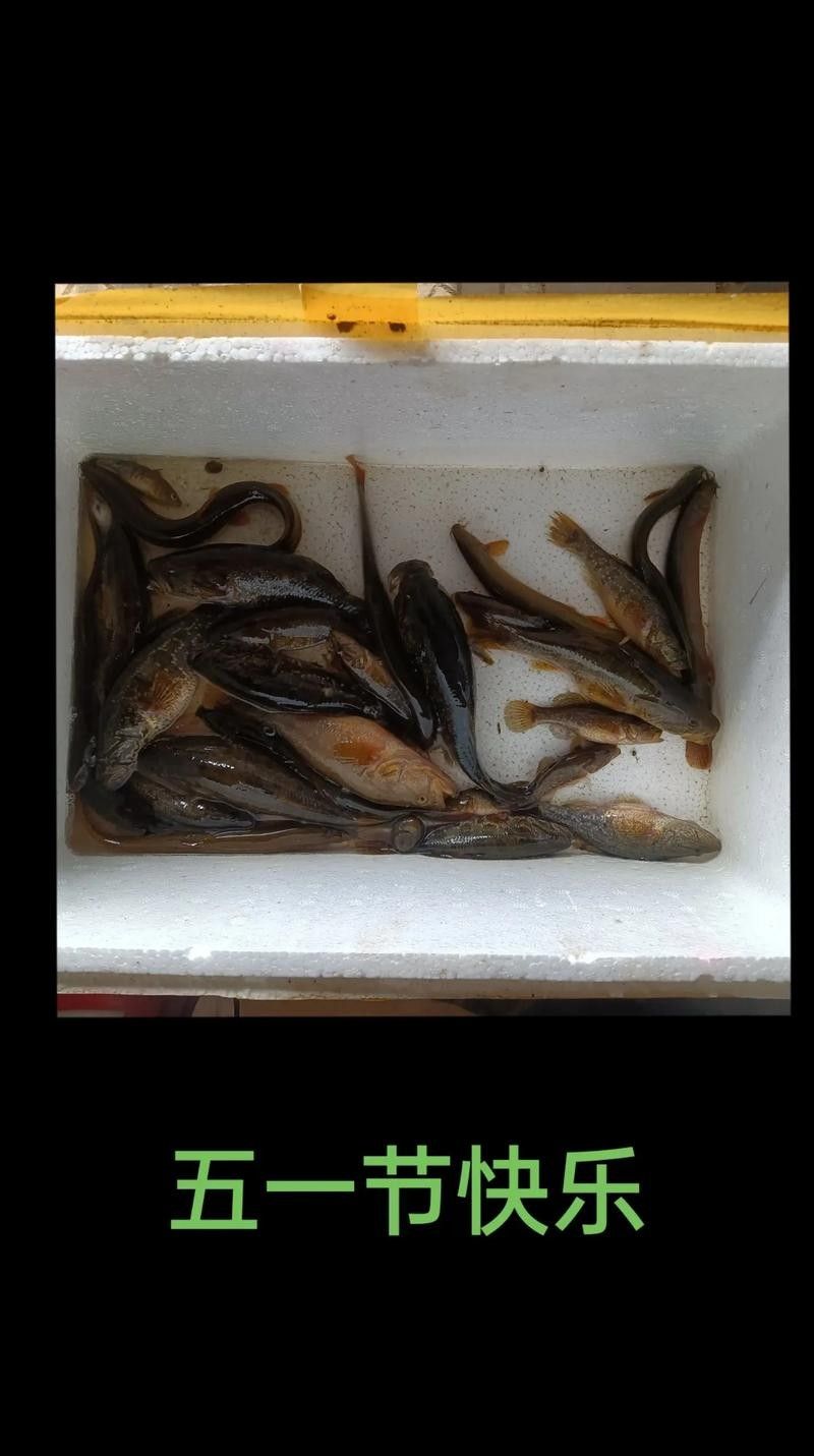 黑龍魚可以和什么魚混養呢圖片大全