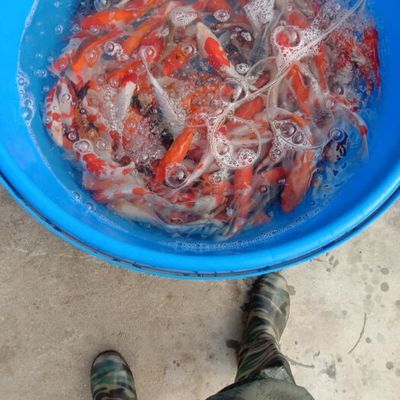 紅龍魚什么價(jià)格好養(yǎng)活一些（紅龍魚什么價(jià)格好養(yǎng)活一些呢）