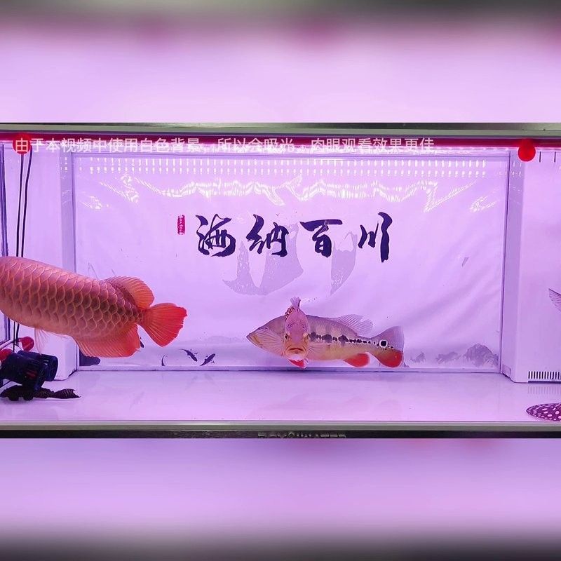 龍魚燈6700k和10000k好