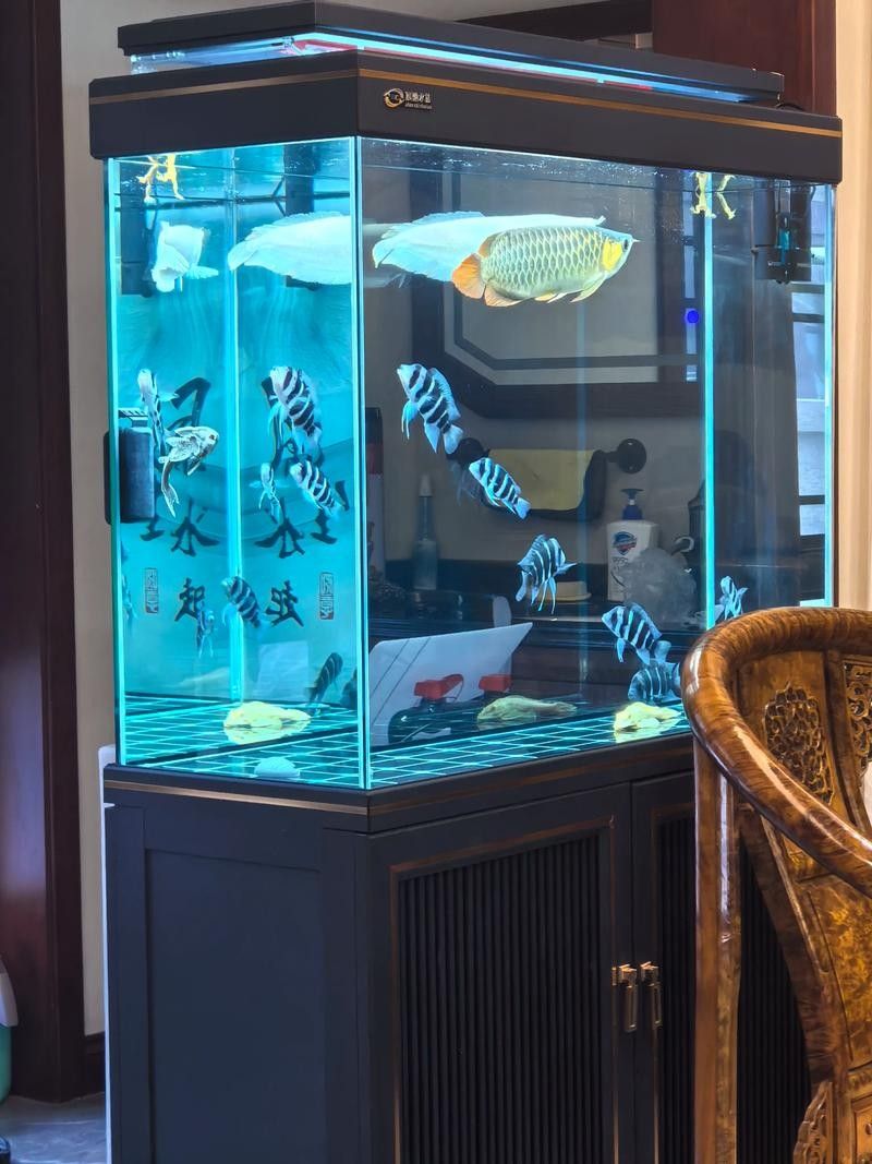 銀龍魚小缸可以養(yǎng)嗎圖片視頻