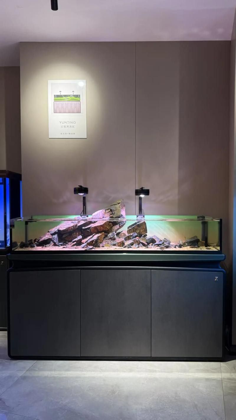 銀龍魚小缸可以養(yǎng)嗎圖片視頻