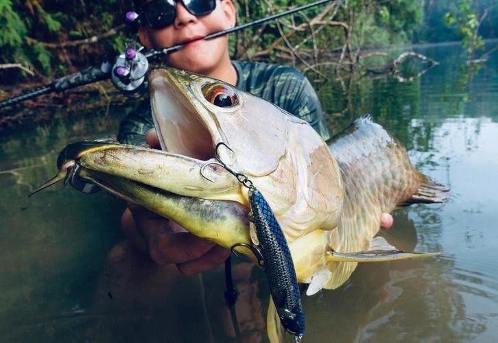 金龍魚過背和高背哪個(gè)好釣