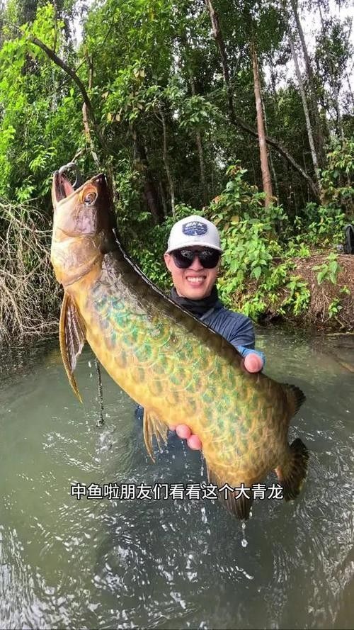 金龍魚過背和高背哪個(gè)好釣