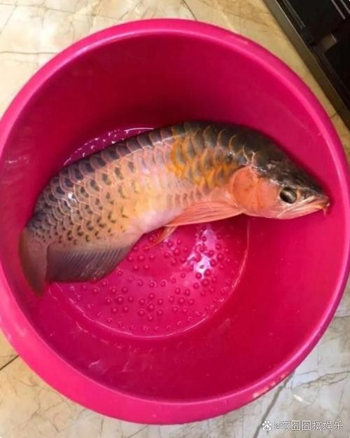 金龍魚過背和高背哪個(gè)好釣