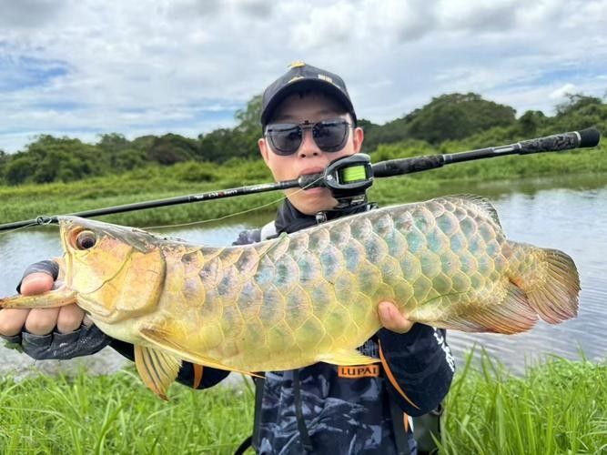 金龍魚過背和高背哪個(gè)好釣