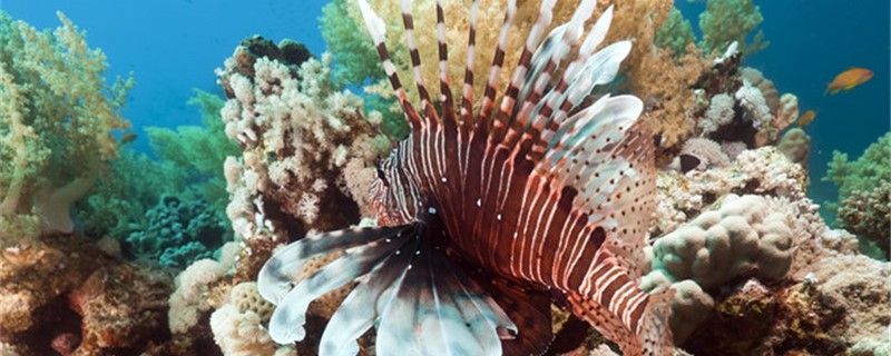 獅子魚有天敵嗎天敵是什么魚
