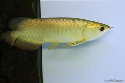 紅龍魚吃蝦仁好嗎怎么喂（紅龍魚吃蝦仁好嗎怎么喂養(yǎng)）