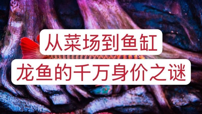 龍魚有芯片和沒有芯片區別