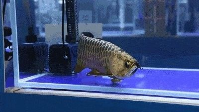 龍魚有芯片和沒有芯片區別