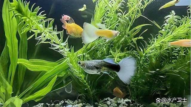 龍魚缸硝酸鹽高怎么辦