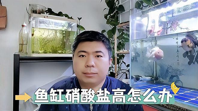 龍魚缸硝酸鹽高怎么辦