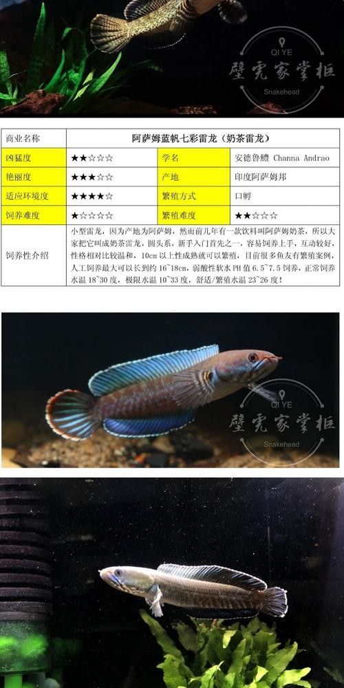 雷龍魚的品種圖片