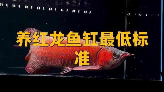 龍魚對魚缸尺寸要求
