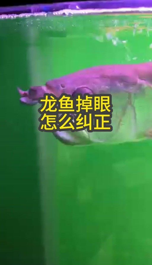 龍魚掉眼啥意思呀圖片