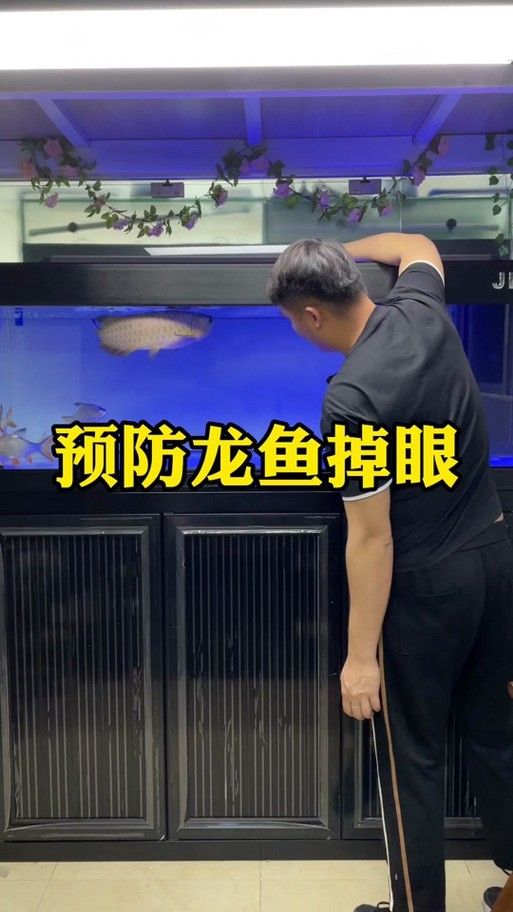 龍魚掉眼啥意思呀圖片