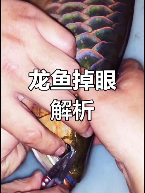龍魚掉眼啥意思呀圖片