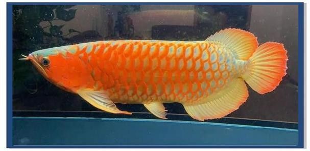 龍魚掉眼啥意思呀圖片