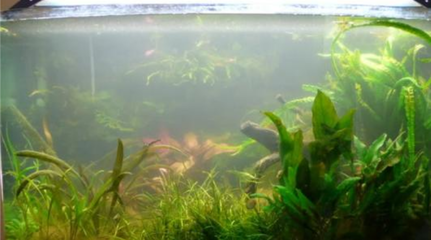 大型龍魚缸效果圖（大型龍魚缸怎么設計）