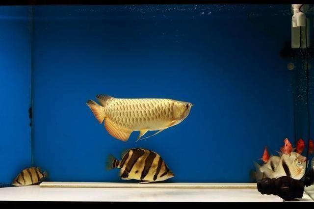 紅龍魚魚缸背景板用亞光面還是用亮光面好呢（紅龍魚魚缸背景板用亞光面還是用亮光面好呢）