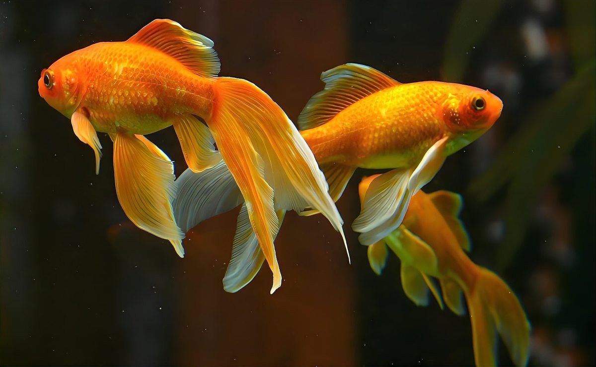 龍魚為何躲在角落里不動了呢