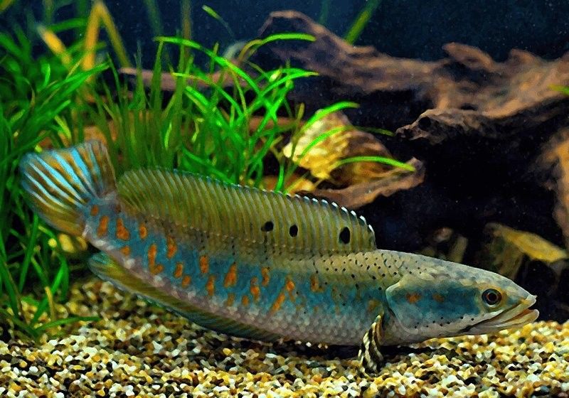 雷龍魚鉆沙子里不動怎么回事