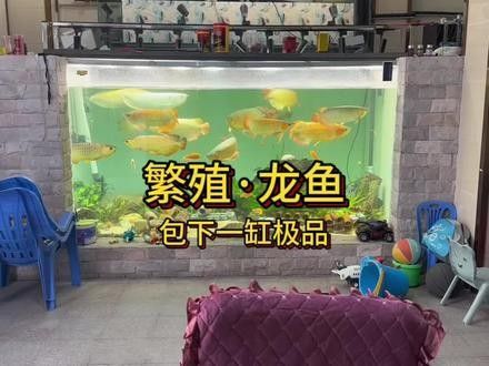 黑魔神雷龍魚多少錢一條 黑魔神雷龍魚多少錢一條 龍魚百科 第6張