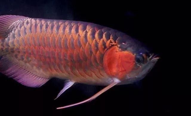 龍魚在魚缸能繁殖嗎