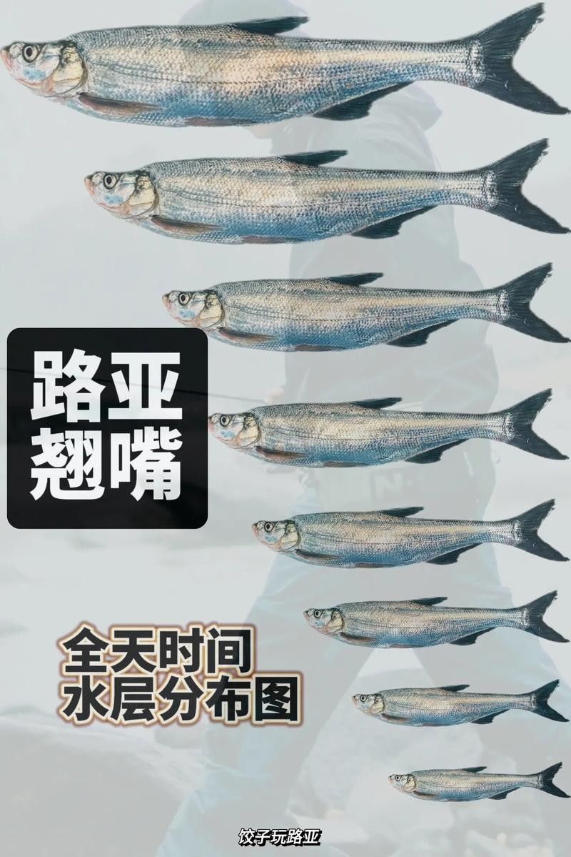 龍魚翹嘴好不好釣魚