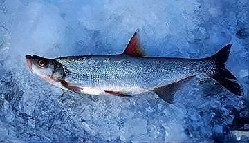 龍魚翹嘴好不好釣魚