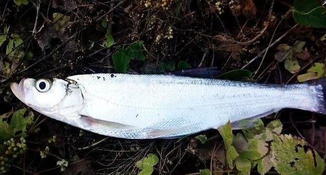 龍魚翹嘴好不好釣魚