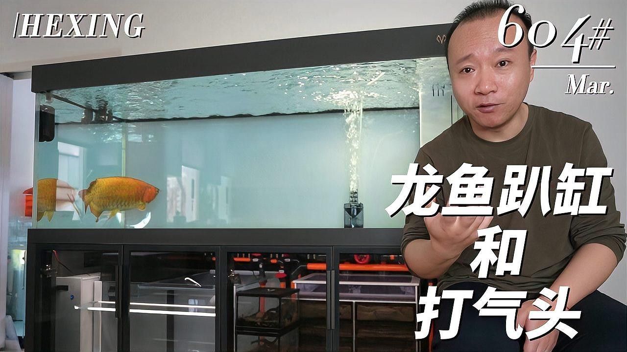 龍魚(yú)趴缸怎么治療