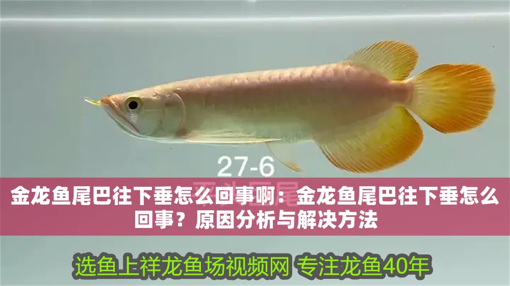 金龍魚尾巴往下垂怎么回事啊：金龍魚尾巴往下垂怎么回事？原因分析與解決方法