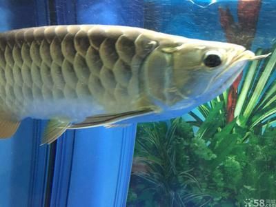 45厘米的金龍魚需要幾年（金龍魚一年能長(zhǎng)80cm，喂養(yǎng)方法令人震驚！）