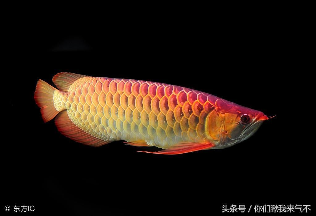 45厘米的金龍魚需要幾年（金龍魚一年能長(zhǎng)80cm，喂養(yǎng)方法令人震驚！）