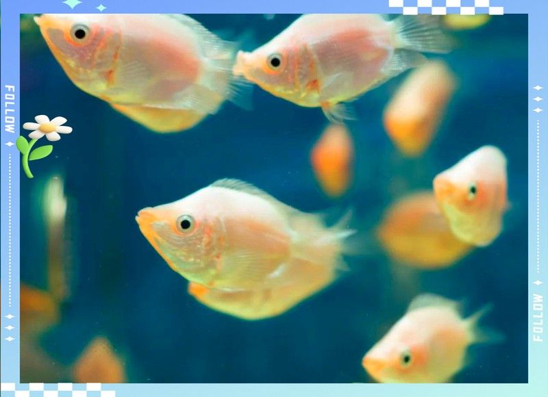 廣州花鳥市場金龍魚多少錢一條