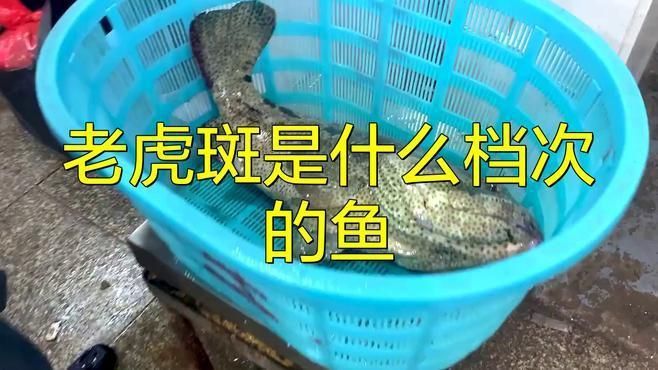 老虎斑屬于什么檔次