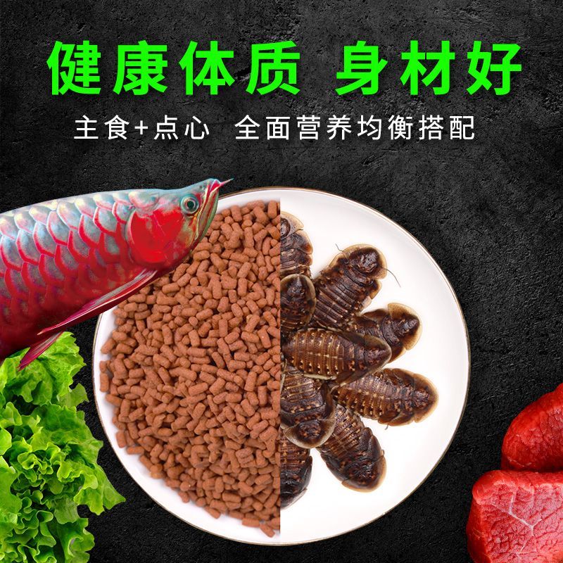 龍魚喂什么昆蟲吃飼料：喂食龍魚時，考慮到龍魚的營養需求和消化能力