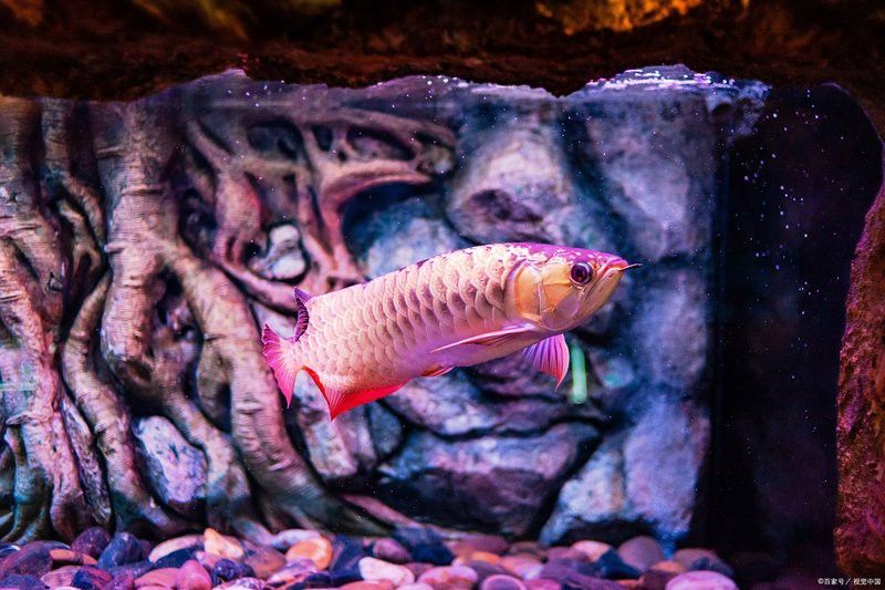 紅龍魚的最佳飼料有哪些？