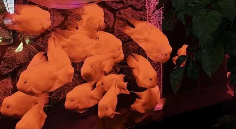 藍(lán)面財(cái)神魚的寓意